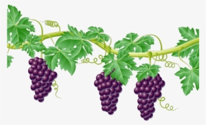 Vine Clipart Grape - Grape Vine Transparent Background #2888344