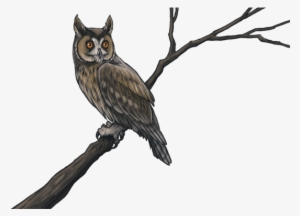 Owls-0 - Animal Jam Clans #2888370