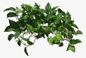 Go To Image - Vine Png #2888559