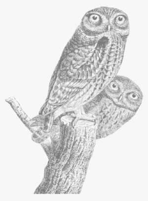 This Free Icons Png Design Of Owls Vintage 01 #2888925