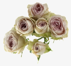 Silver Laceavailable Stem Size - Yellow #2892625