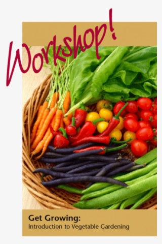 Introduction To Vegetable Garden Workshop - Pcos Vegetables #2892779