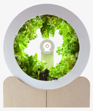 Indoor Vegetable Garden - Kitchen Garden #2892924