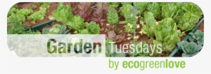 Copy-2tuesdays - 5 Lbs Soil Vigor + Humic Acid (organic) Super Absorbent #2892944