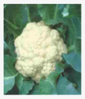 Cauliflower #2893005