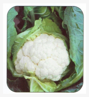 Cauliflower Clapton F1 Plants #2893205