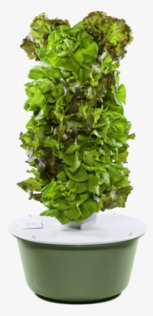 Jliba - Towergarden - Com - Tower Garden Png #2893277