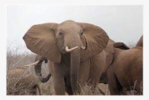 African Elephant #2894856