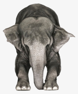 Elefante Psd - Animal Psd #2894960