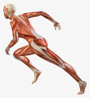 Peak Athletic Performance - Sports Performance Png #2895792