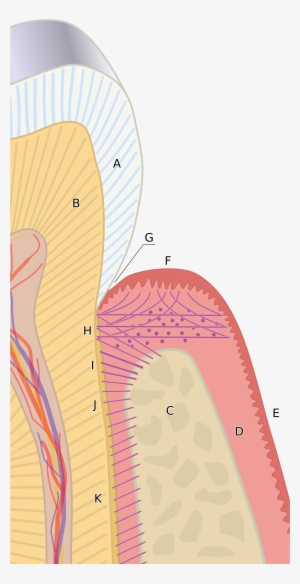 A Diagram Of The Periodontium - Gingival Sulcus #2896519