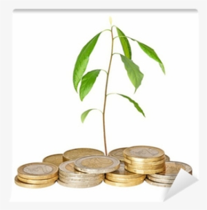 Avocado Seedling Growing From Pile Of Coins Wall Mural #2898357