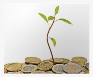 Avocado Seedling Growing From Pile Of Coins Poster - Shoot #2898422
