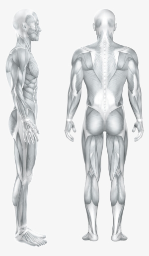 Heel Or Foot Pain - Anatomy Of Male Muscular System, Back View. Poster #2898480