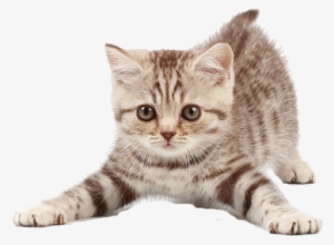 Visit - Imagen De Gatito Png #2899643