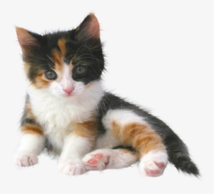 Gatos Png - Cute Kitten Transparent Png #2899666