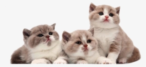 Gatos Lineas - صور ثلاث قطط جميله #2899700