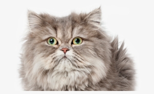 Insecticidas Y Anti-insectos Naturales Para Gatos - Petmate Litter Box Liners Medium #2899769