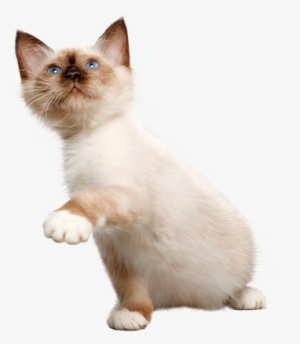 We Know About Cats - Kitten #2899791