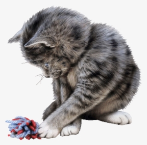 Cats Graphics - Tubes Cat Png #2899811