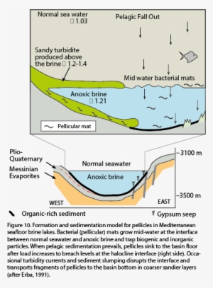 So, Organic Debris First Formed At The Halocline Can - Diagram #2899812
