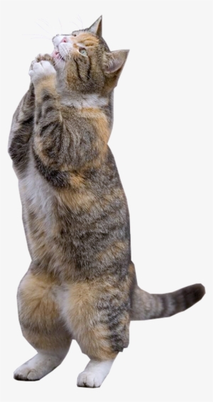 Free Dog Park - Rainy Weekend Meme #2899870