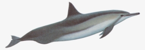Dolphins - Baiji #290063