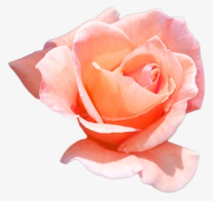 Peach Flower Png Download - Peach Roses Png #290115
