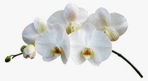 Orchid - Орхидеи Пнг #290612