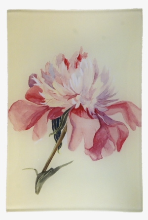 Peony #291171 Peony #291171