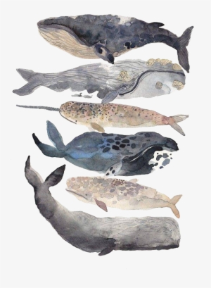 New Bedford Whale Watercolor Painting Illustration - Watercolor Whales #291265