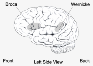 File - Brocasareasmall - Broca Parte Del Cerebro #291411