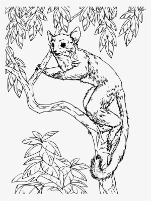 This Free Icons Png Design Of Senegal Bush Baby #291431