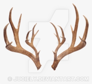Antlers - Antlers Png Transparent #291725