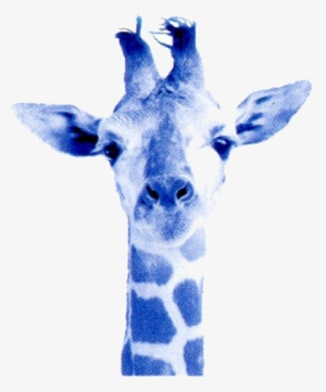 Optimized Blue Giraffe Hq Cliparts - Cafepress Simple Giraffe Tile Coaster #291820