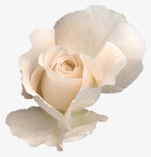 White Rose With Transparent Background #291962