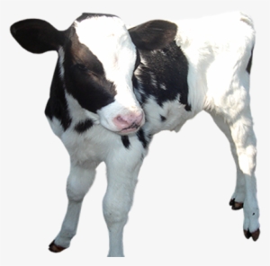 Baby Calf Png Transparent Baby Calf - Baby Cow Transparent Background #292337