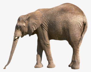 Elephants Png Images Free Download - Reading Comprehension About Animals For Grade 3 #292568