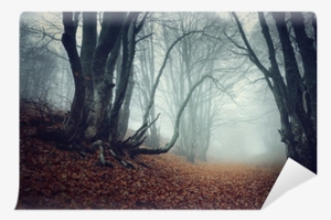 Design Art 'mysterious Fairytale Foggy Wood' Photographic #293056