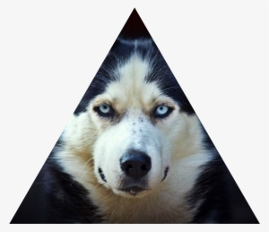 Faze - Siberian Husky High Resolution #293807