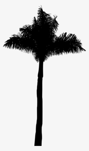 Free Png Palm Tree Silhouette Png Images Transparent - Borassus Flabellifer #293871
