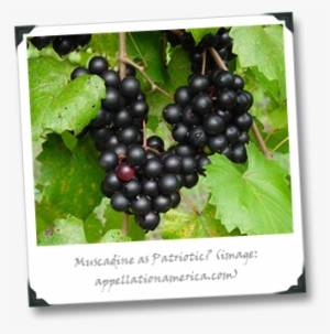 Muscadine-grapes - Wild Grapes Louisiana #293872