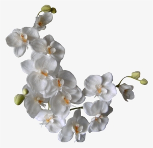 Orquideas Blancas Png #293936