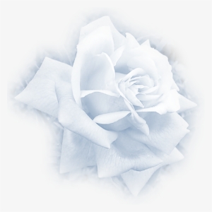White Rose Misted - Garden Roses #294022