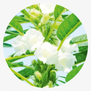 Active Ingredient - Jasmine #294040