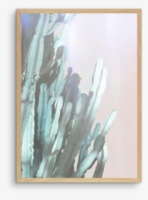 Dreamy Cactus No 1 Dreamy Cactus No 1 - Cactus #294092