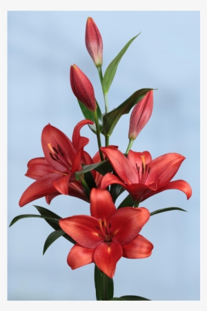 Stargazer Lily #294338