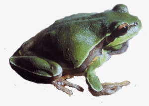 Pine Barrens Tree Frog Png - Pacific Tree Frog Png #294449