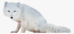 Arctic Fox Png #294494