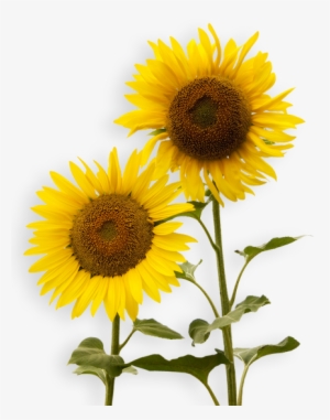 Download - Sunflower .png #294991